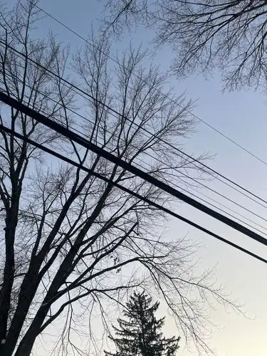 Serene skies and stark branches.